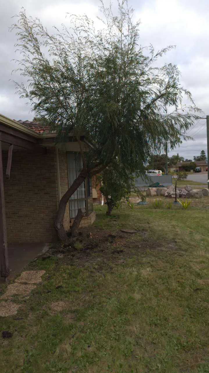 树木移除前，树干和树冠紧邻住宅窗户与屋檐
